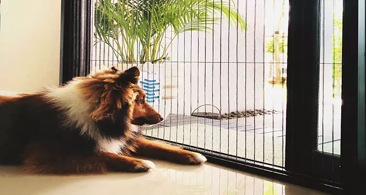 Sliding Screen Pet Door Repair in Cooper City, FL