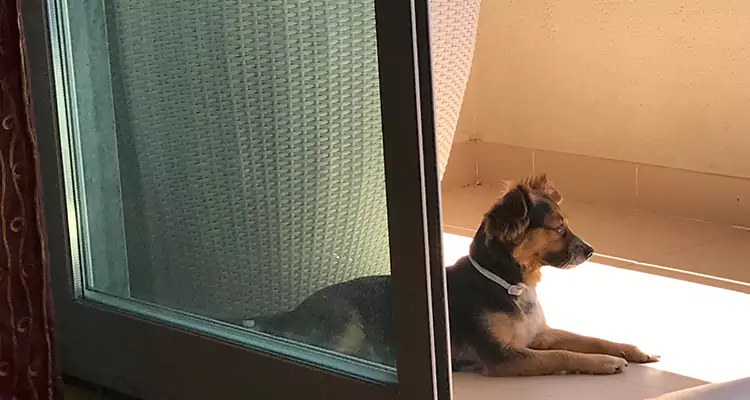 French Door Pet Screen Repair in Cooper City, FL